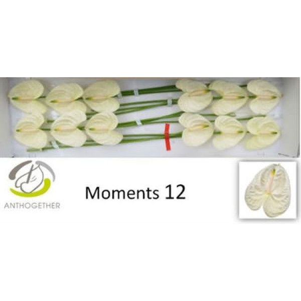 Anthurium A Moments 12 0cm A1