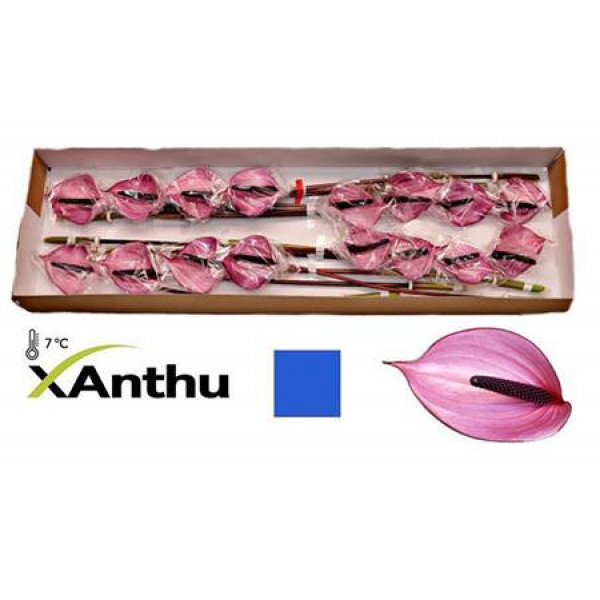 Anthurium Nexia X16 16cm 16 Col-Milka