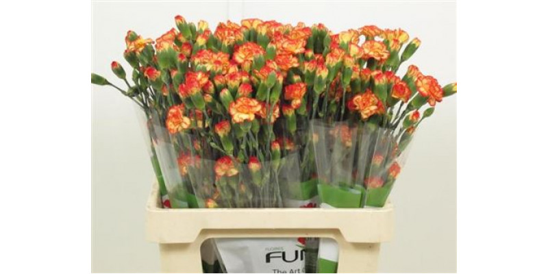 Dianthus Tr Carimbo Select Oranje 65cm A1 Col-Yellow Orange