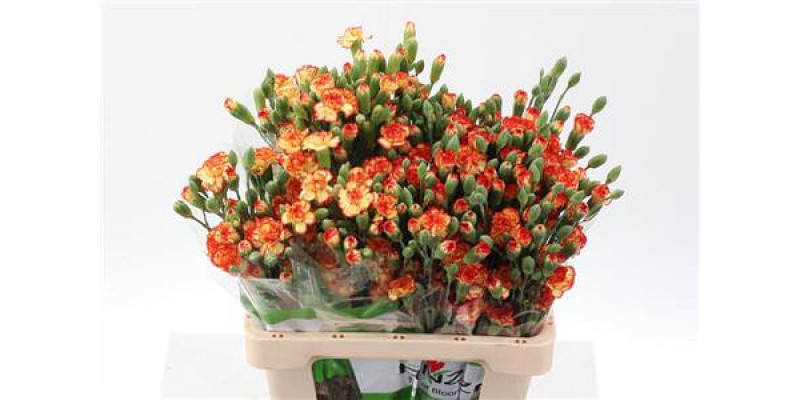 Dianthus Tr Carimbo Select 65cm A1
