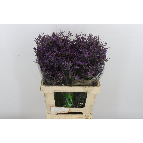 Limonium Saf Dark Blue 60 Purple