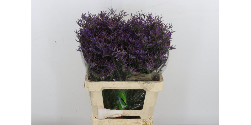 Limonium Saf Dark Blue 60 Purple