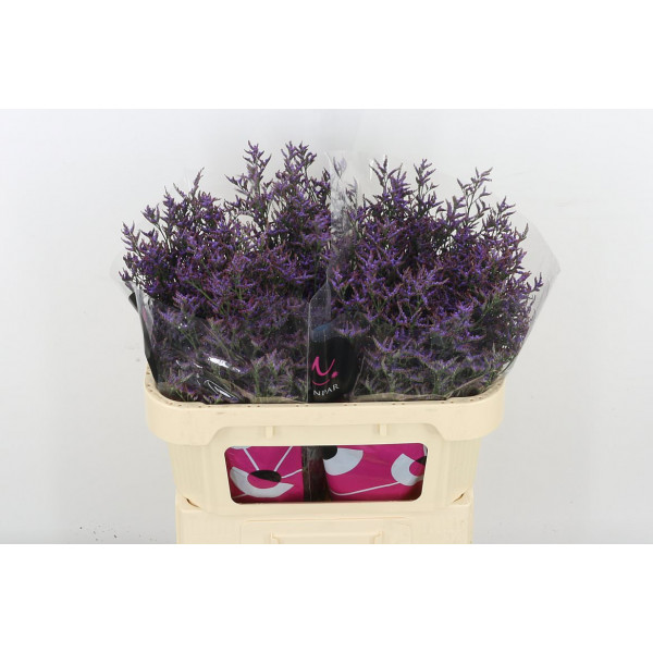 Limonium Saf Dark Blue 70 Purple