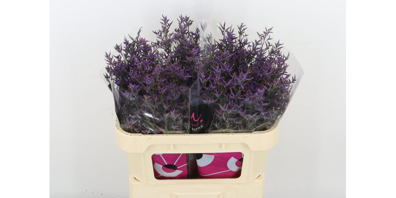 Limonium Saf Dark Blue 70 Purple