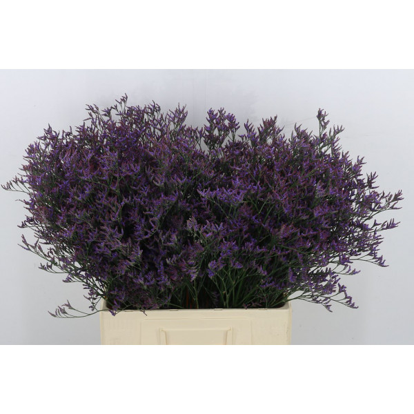 Limonium Saf Dark Blue 70 A1Purple