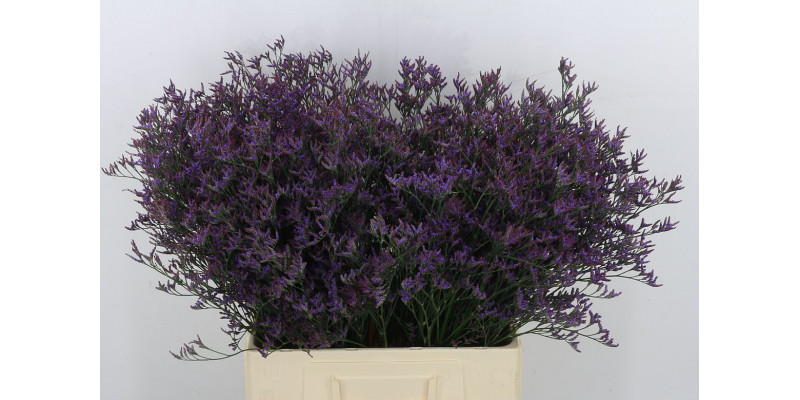 Limonium Saf Dark Blue 70 A1Purple