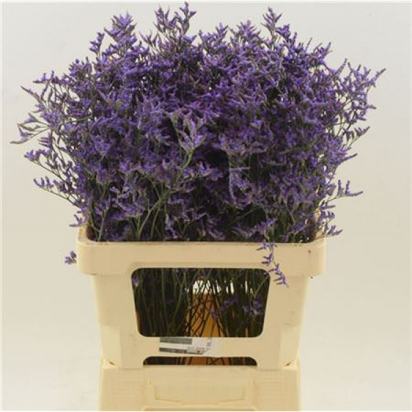 Limonium Saf Dark Blue 60cm A1