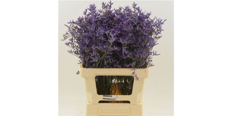 Limonium Saf Dark Blue 60cm A1