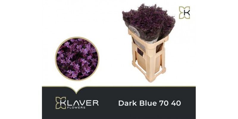 Limonium Saf Dark Blue 70cm A1