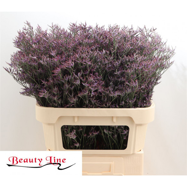 Limonium Saf Dark Blue 80cm A1