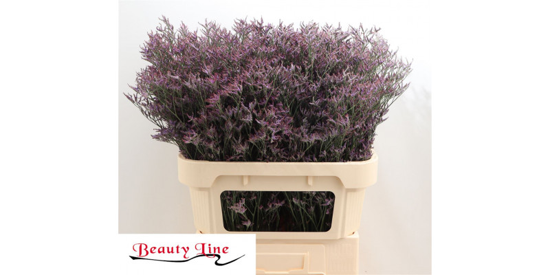 Limonium Saf Dark Blue 80cm A1