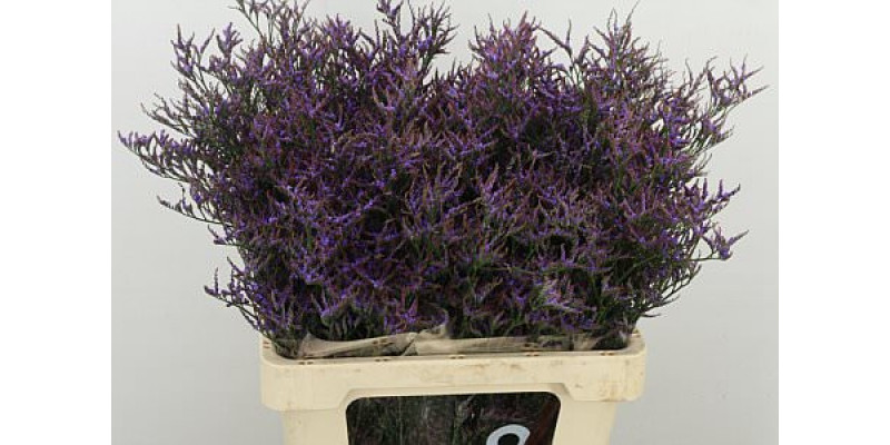 Limonium Saf Dark Blue 60cm A1