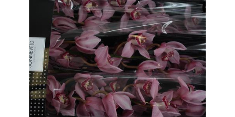 Orchid Cymb T Pink Briljant 80cm A1 Col-Dark Pink