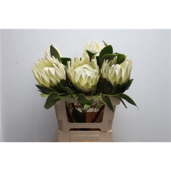 Protea Cynaroides Arctic Ice 60cm A1