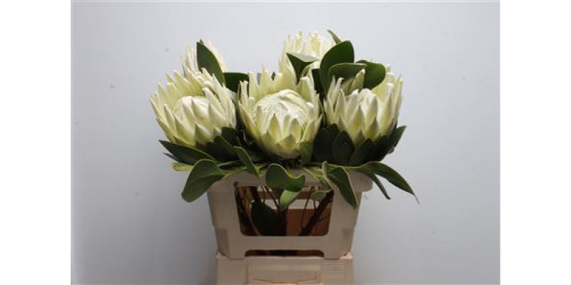 Protea Cynaroides Arctic Ice 60cm A1