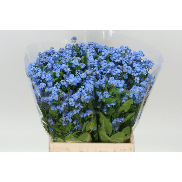 Myos Al Atlantis 45cm A1 Col-Blue