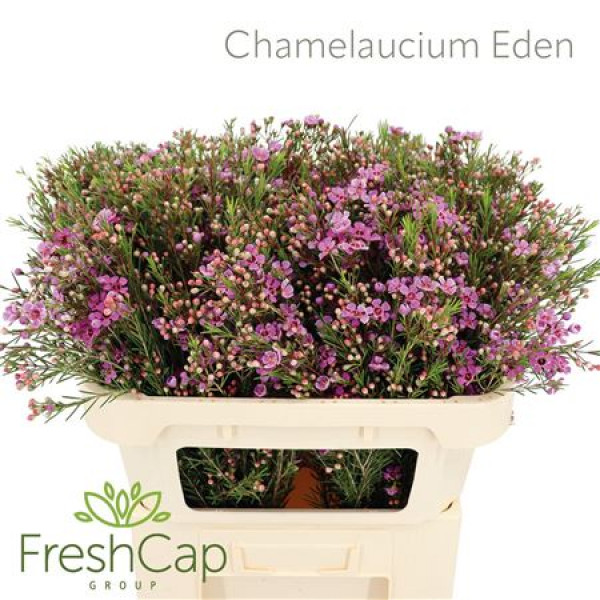 Chamelaucium Eden 70cm A1