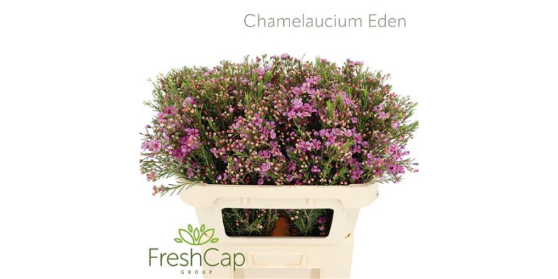 Chamelaucium Eden 70cm A1