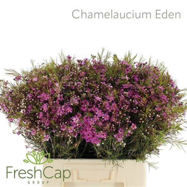 Chamelaucium Eden 60cm A1