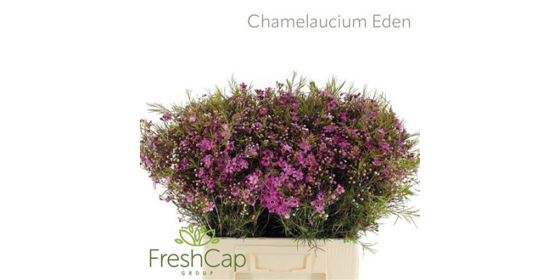 Chamelaucium Eden 60cm A1