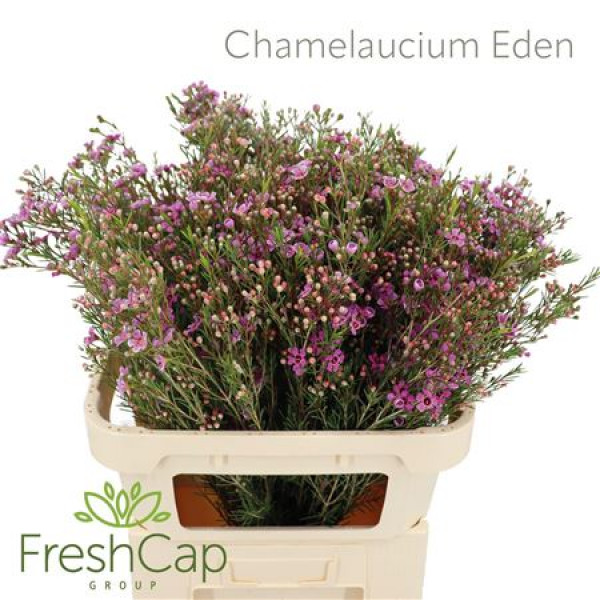 Chamelaucium Eden 80cm A1