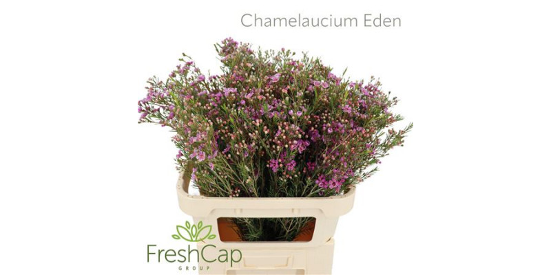 Chamelaucium Eden 80cm A1