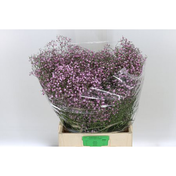 Gypsophila My Pink Hollands 80cm A1