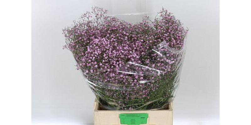 Gypsophila My Pink Hollands 80cm A1