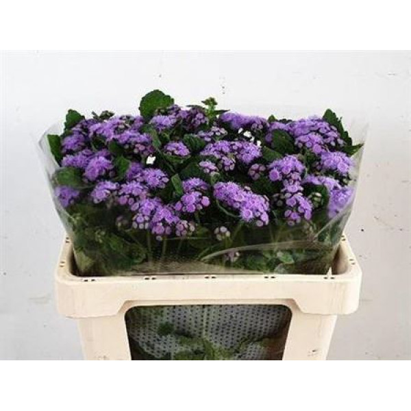 Ageratum Blue 60 cm A1
