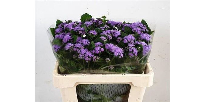 Ageratum Blue 60 cm A1