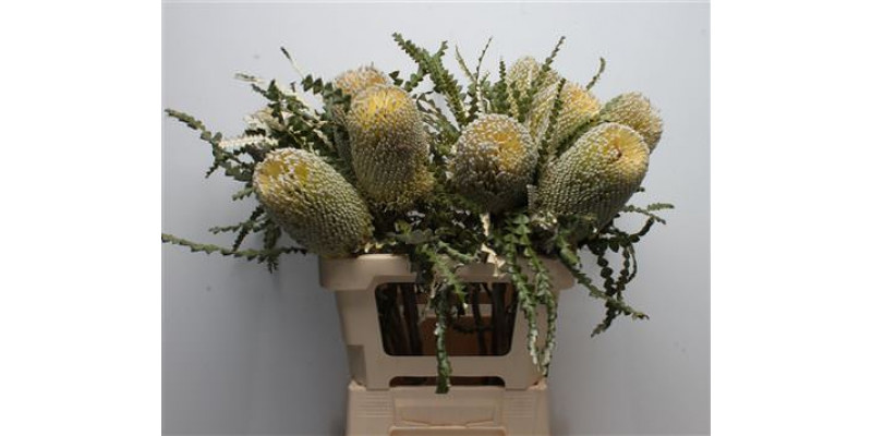 Banksia Speciosa 60cm A1