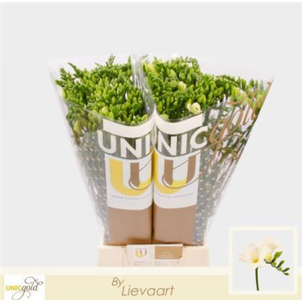 Freesias En White 50cm EX Col-White