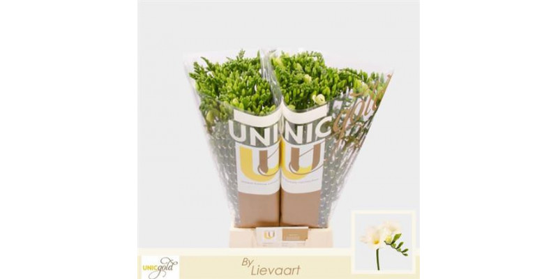 Freesias En White 50cm EX Col-White