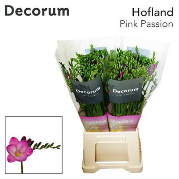 Freesias En Pink Passion 52cm A1