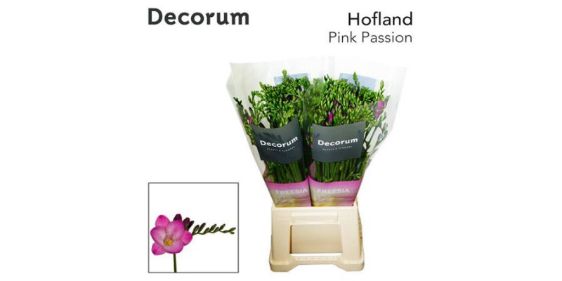 Freesias En Pink Passion 52cm A1