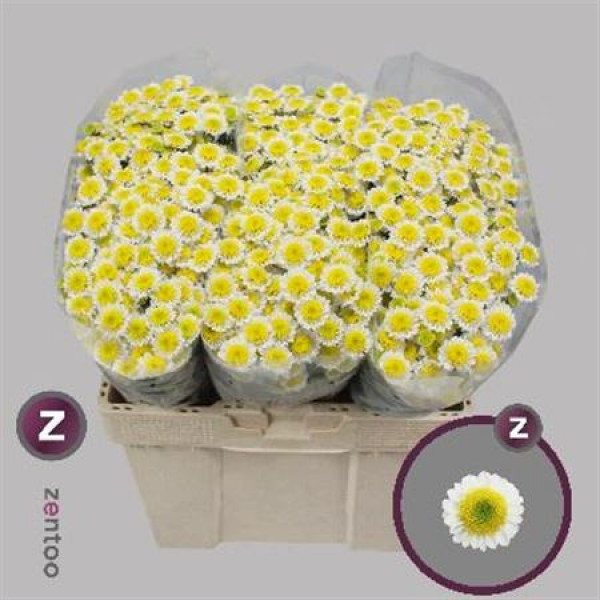 Chrysanthemums San Sun Up 55cm A1 Col-Cream