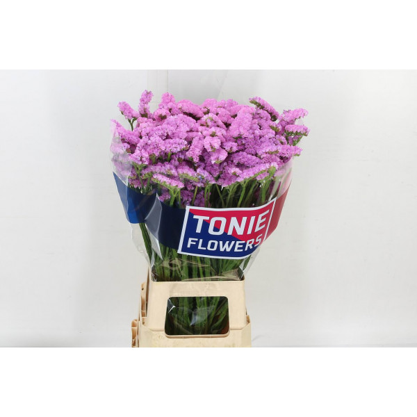 Limonium S Barbie Wings 80 A1Pink