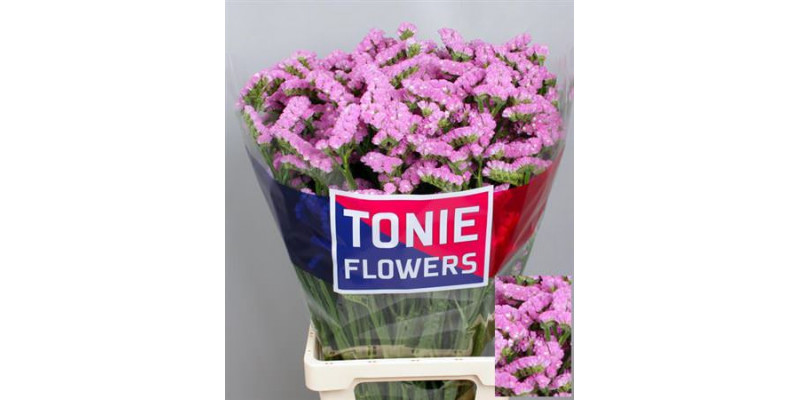 Limonium S Barbie Wings 80cm A1