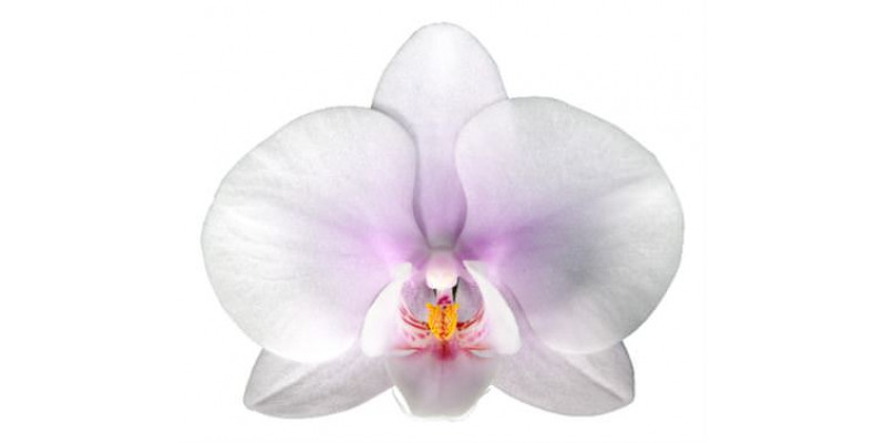 Orchid Phal Okayama Per Bloem 25 Bloemen  A1