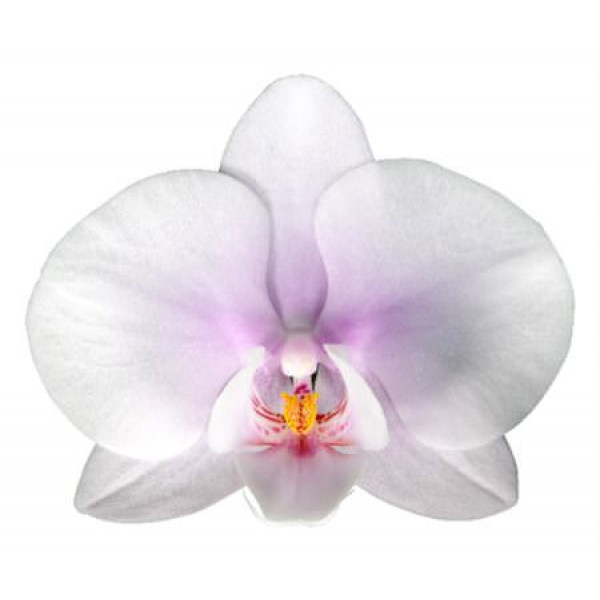 Orchid Phal Okayama Per Bloem 45 Bloemen, 4 Tak  A1