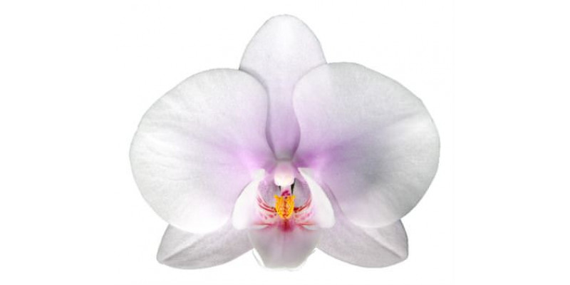 Orchid Phal Okayama Per Bloem 45 Bloemen, 4 Tak  A1