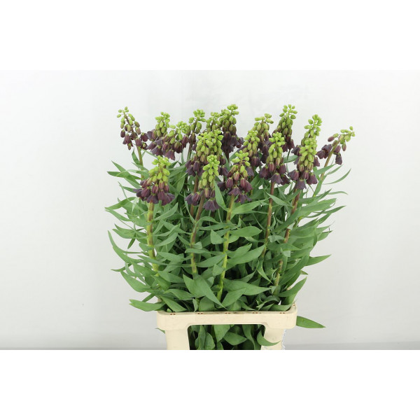 Frit Persica 80cm A1 Col-Black