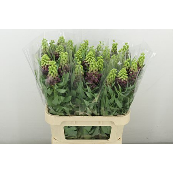 Frit Persica 80 cm A1