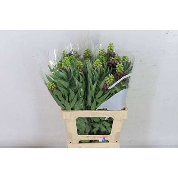 Frit Persica 65 cm A1