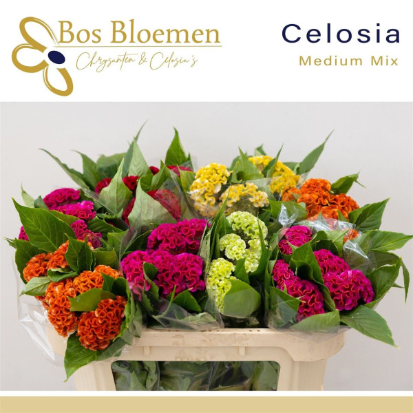 Celosia C Gemengd 65 cm A1