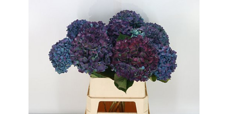 Hydrangea M Pimpernel Cl 90cm A1