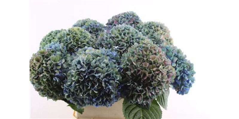 Hydrangea M Cl Pimpernel 90-24 90 cm A1