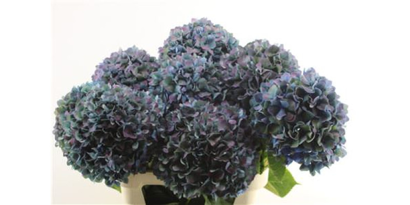 Hydrangea M Cl Pimpernel 80-25 80 cm A1