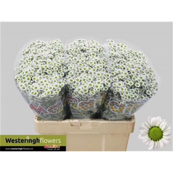 Chrysanthemums San Mad L White 55cm A1 Col-White