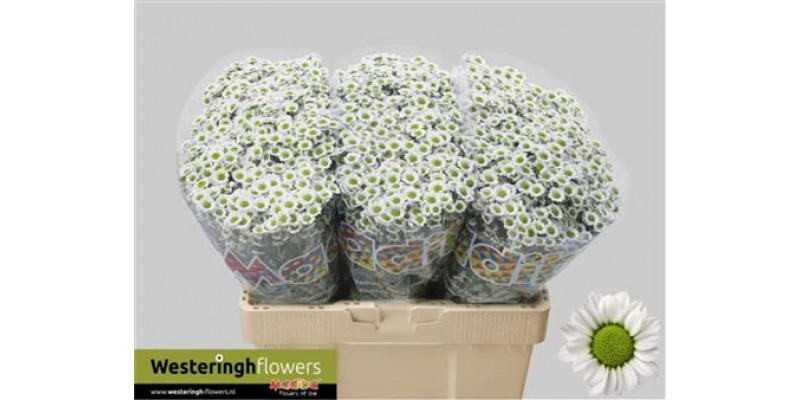 Chrysanthemums San Mad L White 55cm A1 Col-White